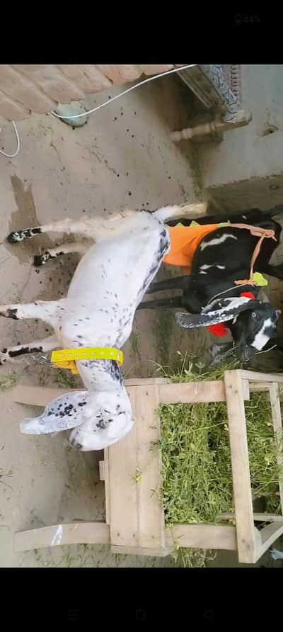 piuer dasi betal bakri Sath 5 month ki female