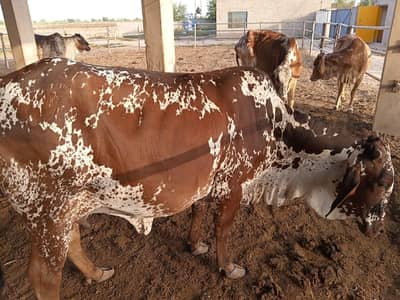 cholistani cow 1st timer acha print naf jahalar perfect