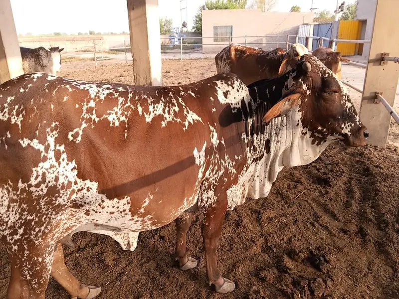 cholistani cow 1st timer acha print naf jahalar perfect — photo 2