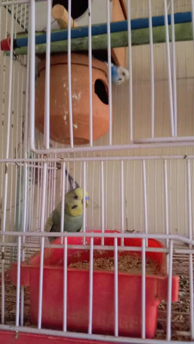 4 birds one piece free