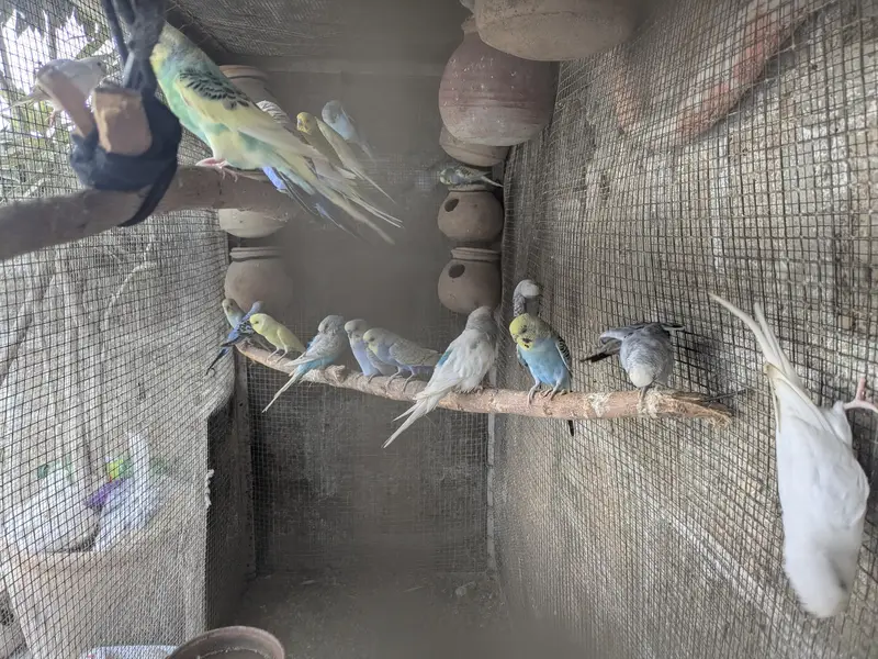 All Breeder Pairs Urgent Sale. — photo 3