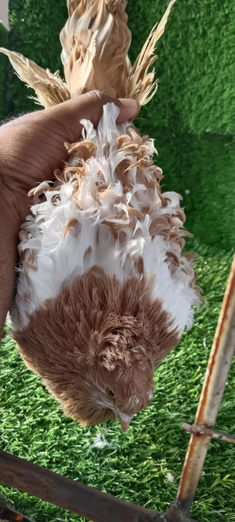 Frill , Danish, Blondinette, German sherazi, Frill back — photo 6