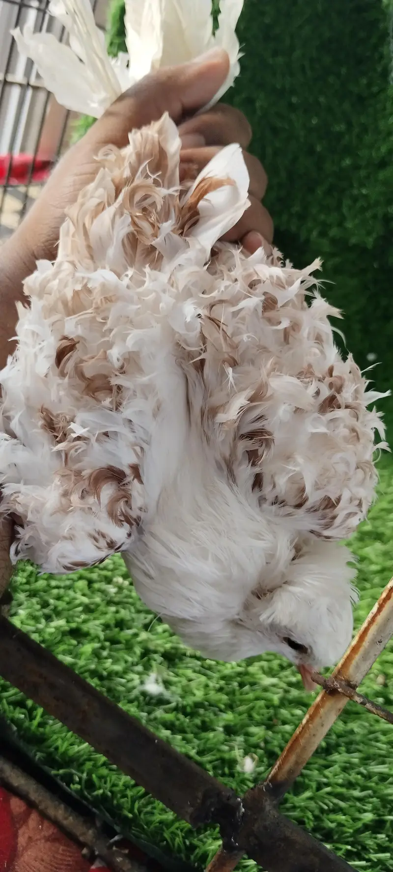 Frill , Danish, Blondinette, German sherazi, Frill back — photo 9
