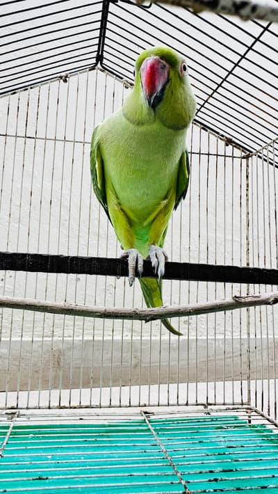 Multiple Birds for Sale
