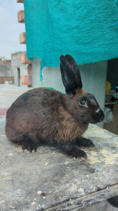 PURE MINI CHECKERED BLACK MALE RABBIT