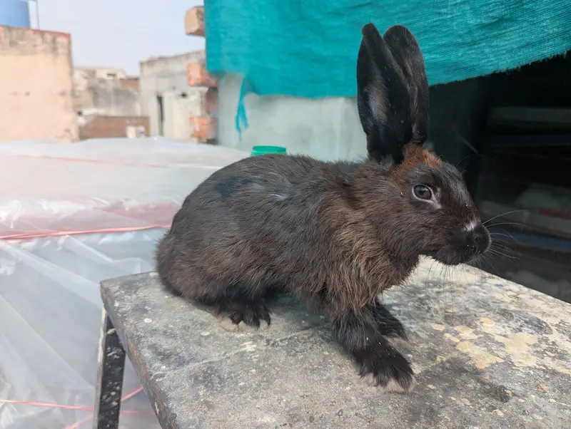 PURE MINI CHECKERED BLACK MALE RABBIT — photo 2