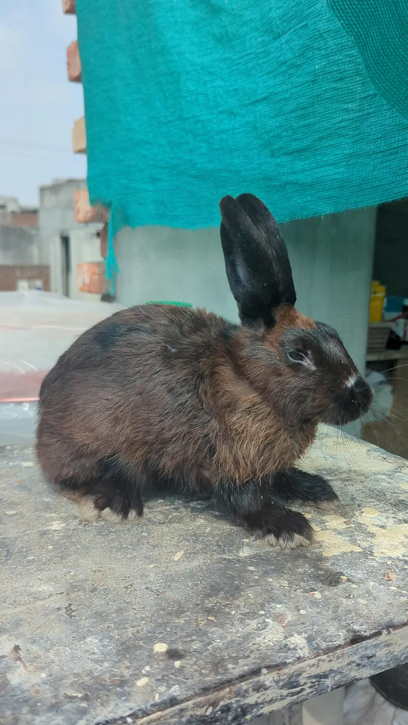 PURE MINI CHECKERED BLACK MALE RABBIT — photo 3