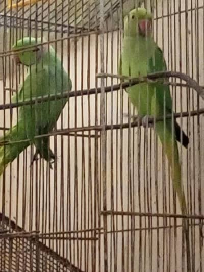 green parrots pairs and 1taj wala white parrot
