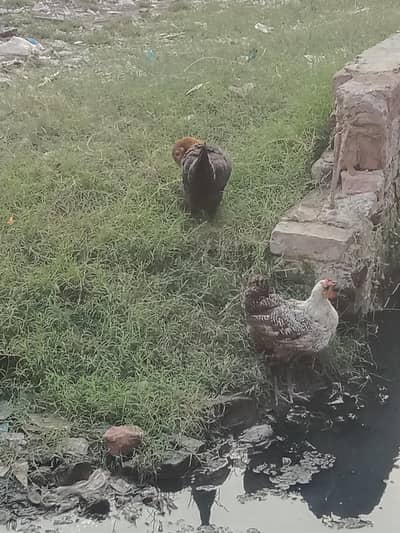 ghr ki Pali Hui breed