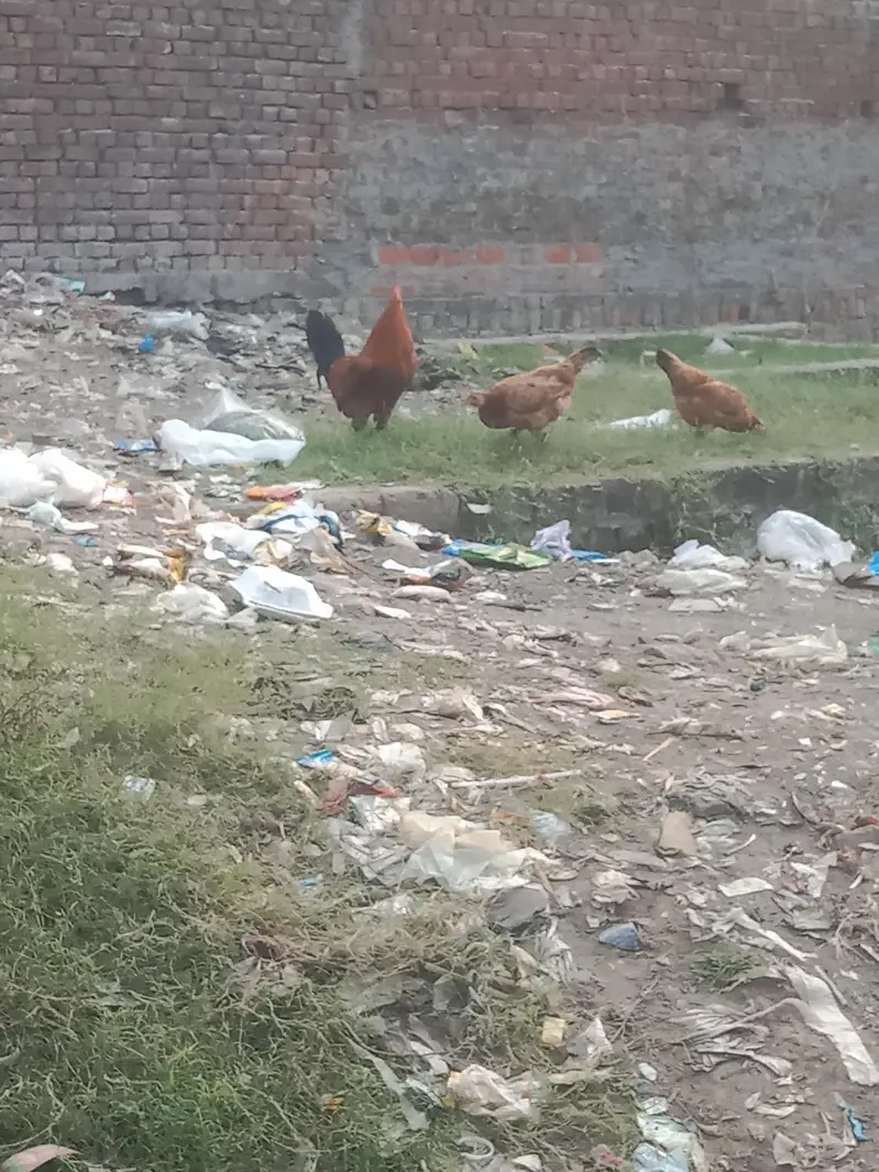 ghr ki Pali Hui breed — photo 2