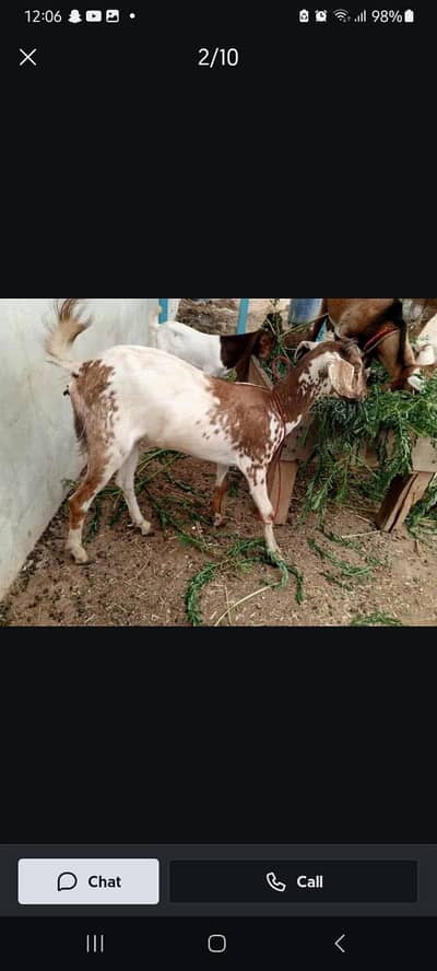 Khubsurat Teedy bakri