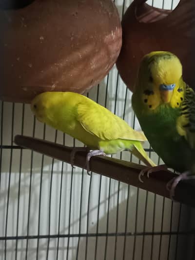 Australian parrot for sale age complete ha bird ke