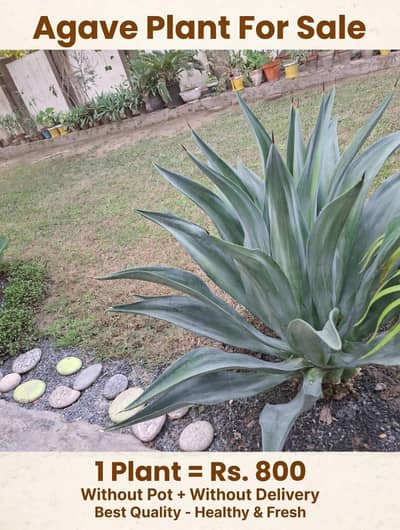 Agvae plant for sale