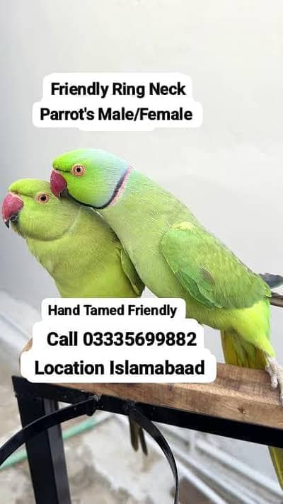 Male 11000 or Female 5500 Hand Tamed Friendly Green Ring Neck Parrot's