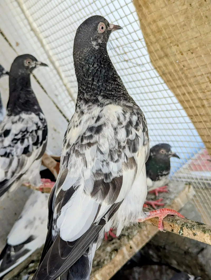Kabli kabootar High Flyer — photo 3