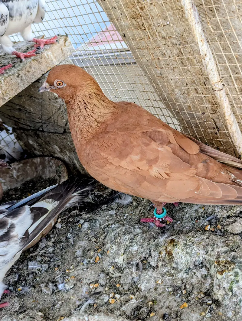 Kabli kabootar High Flyer — photo 4