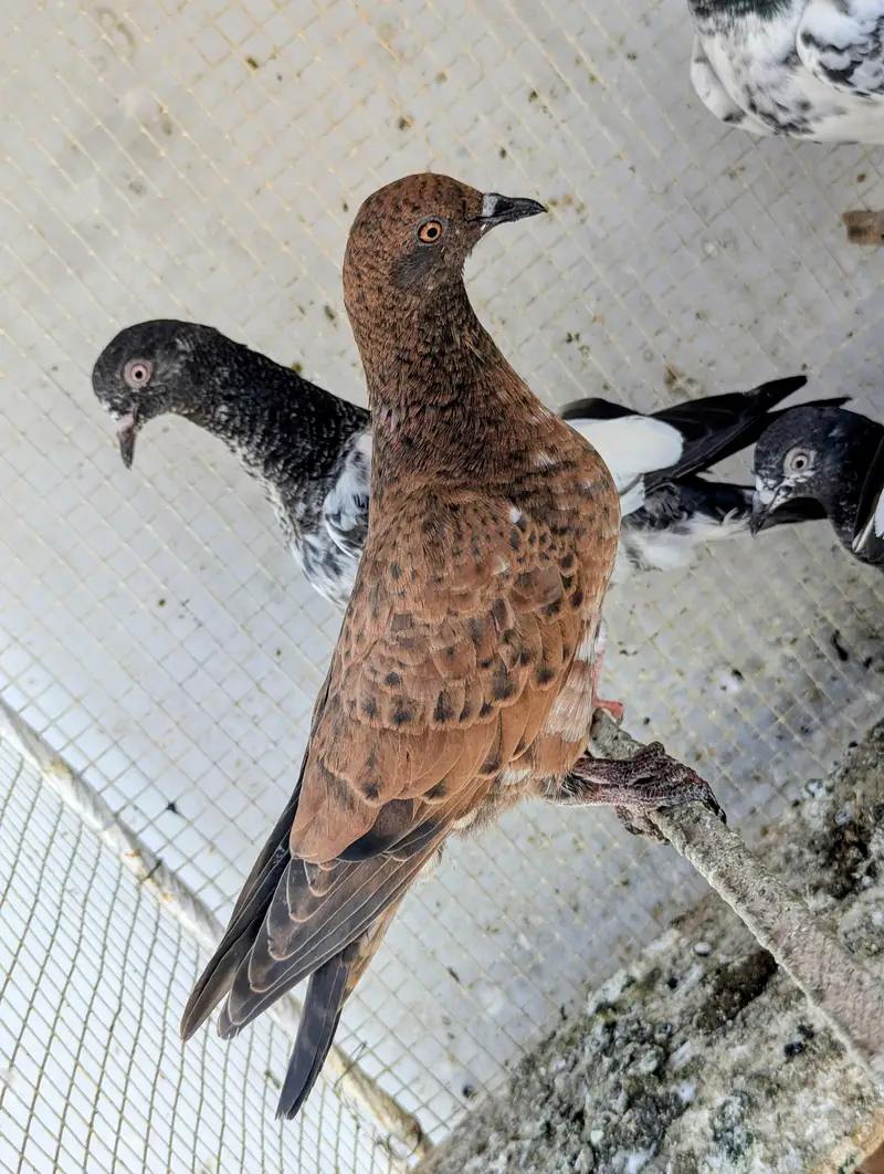 Kabli kabootar High Flyer — photo 10