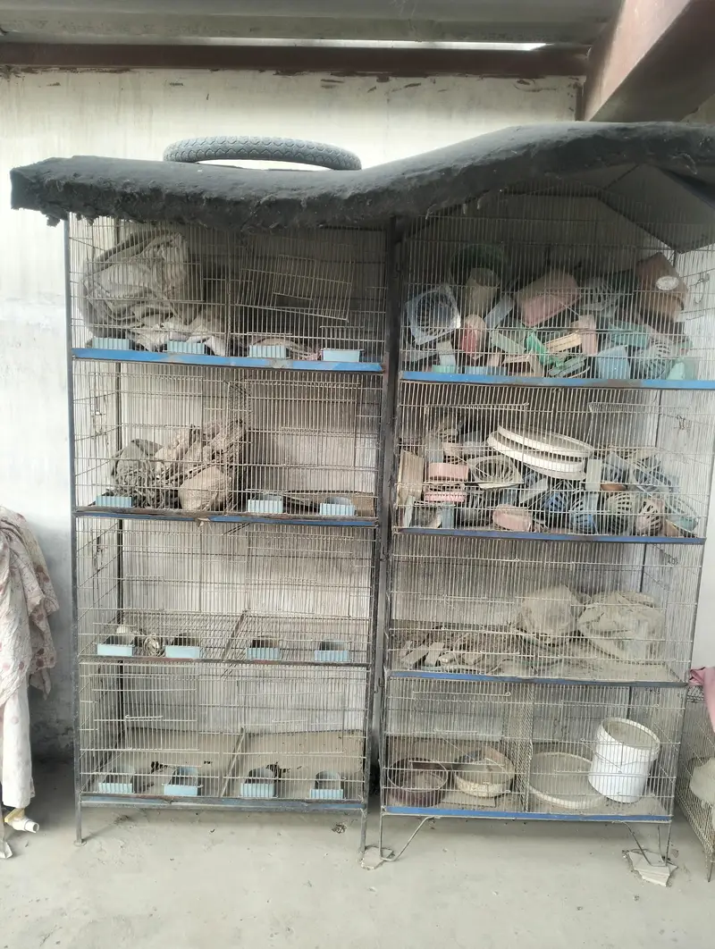 Hen Tokra and cage available — photo 2