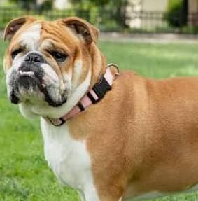 I need bull dog