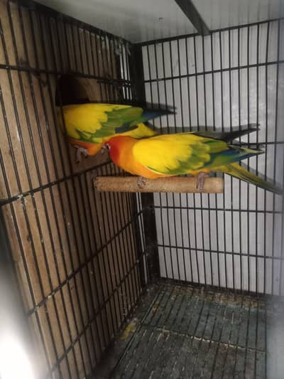 suncnour breeder pair with history available with dna