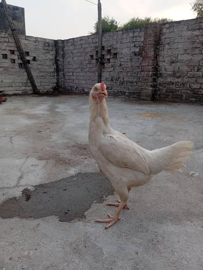 white heera aseel female
