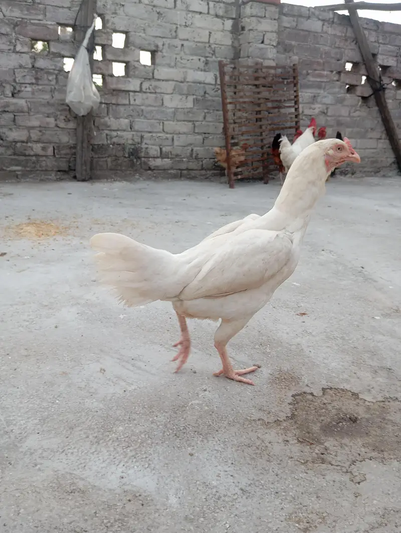 white heera aseel female — photo 2