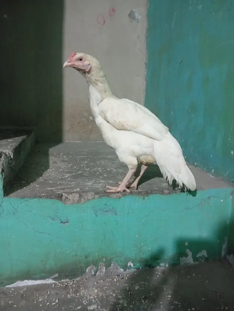 white heera aseel female — photo 3