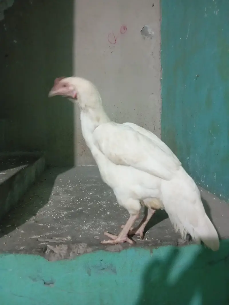 white heera aseel female — photo 4