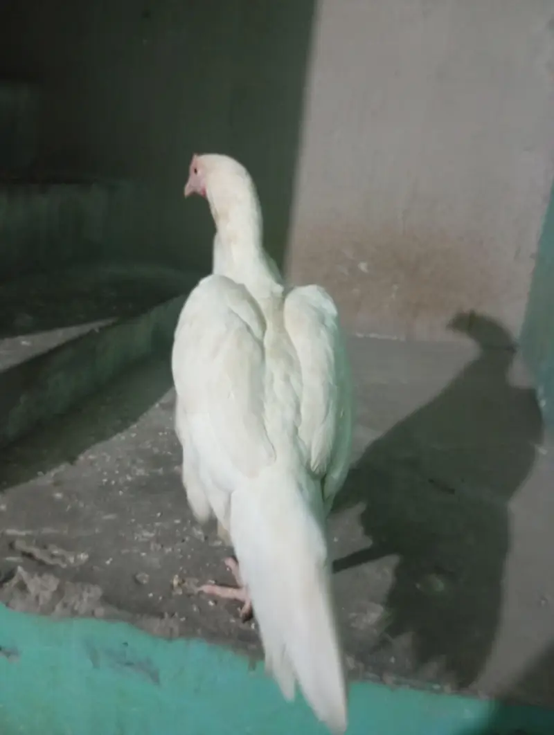 white heera aseel female — photo 5