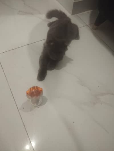onyx for sale