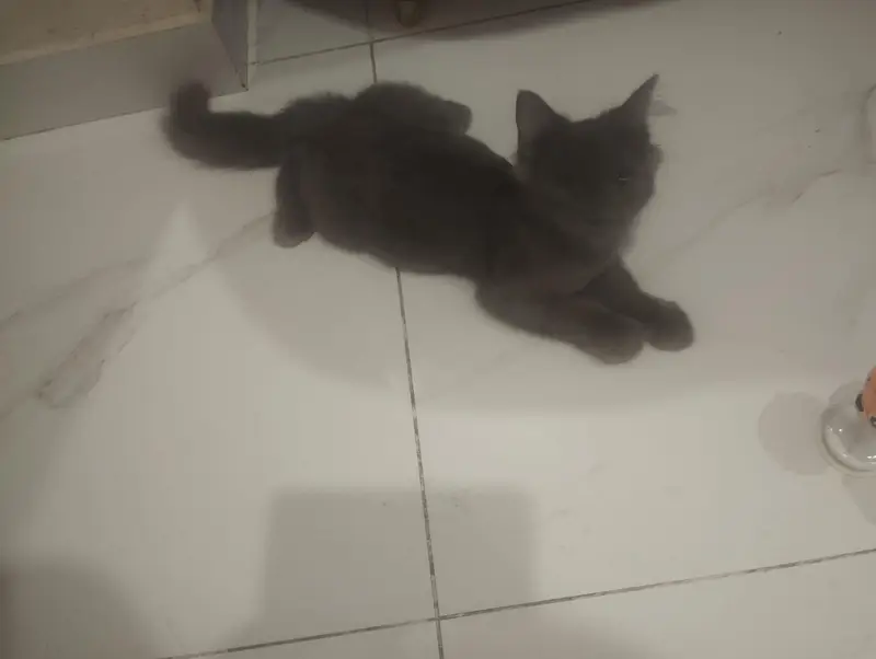 onyx for sale — photo 3