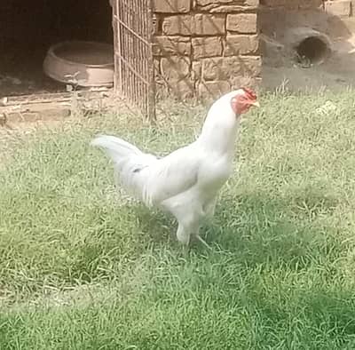 Mianwali Aseel Pure White - Hera Aseel
