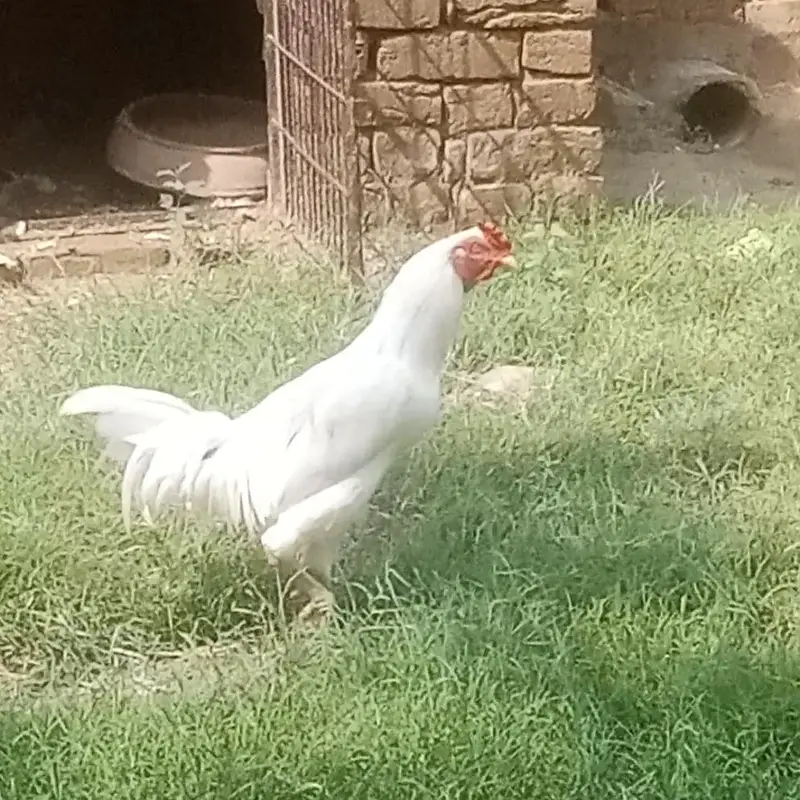 Mianwali Aseel Pure White - Hera Aseel — photo 2