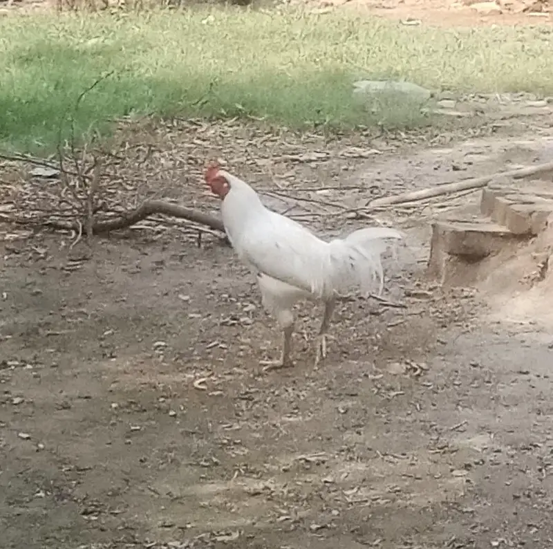 Mianwali Aseel Pure White - Hera Aseel — photo 3