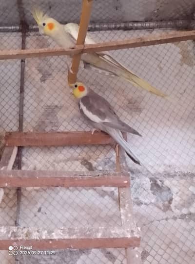 Healthy and active pair