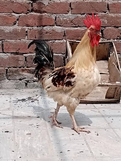 Pure desi Murgha hai ghr k palaa howa hai