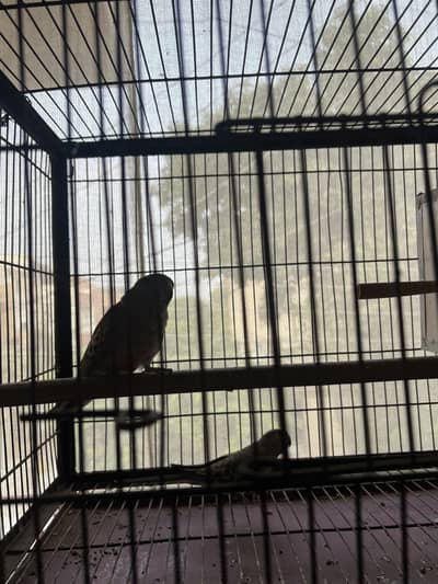 Rosella burqi breader pair for sale