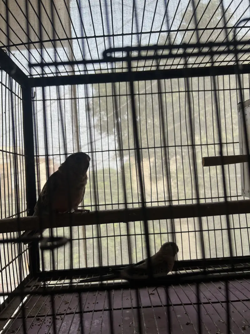 Rosella burqi breader pair for sale — photo 2