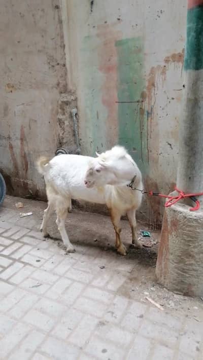 teddy bakra