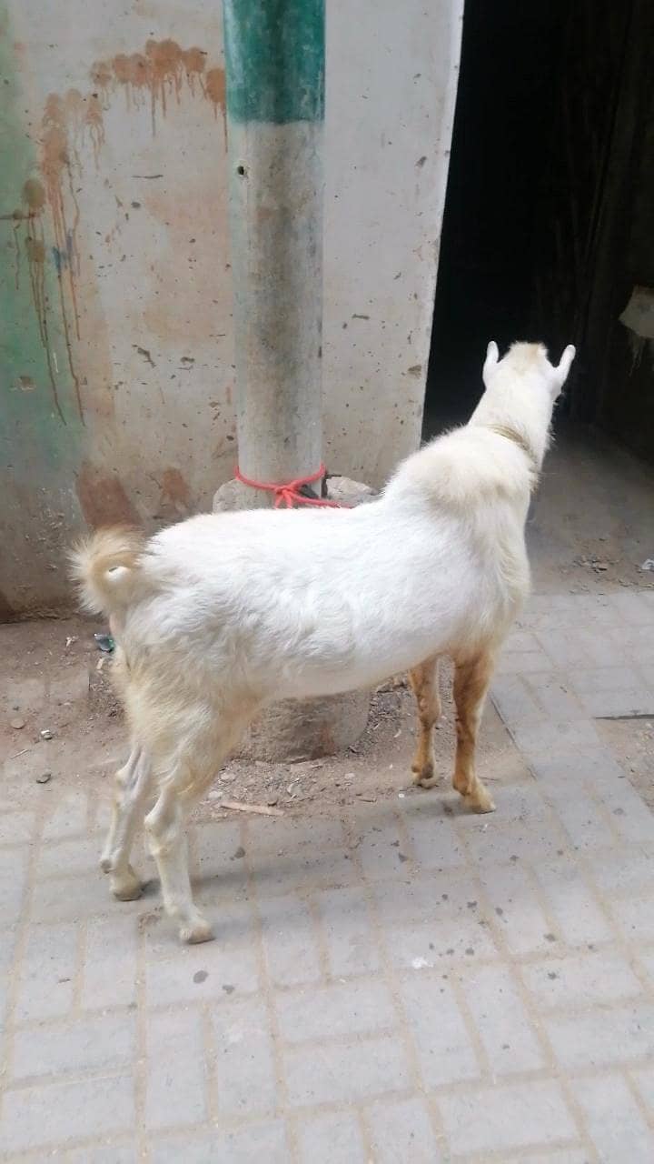 teddy bakra 1