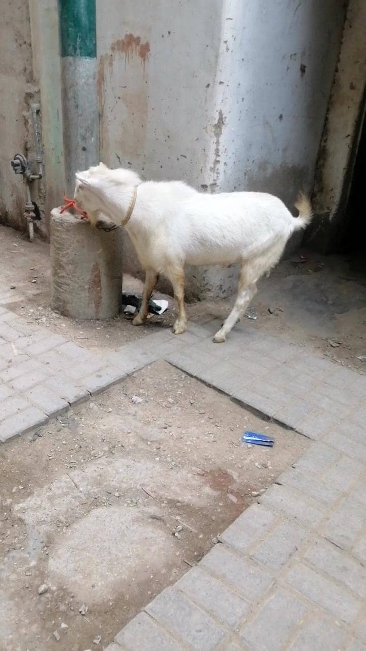 teddy bakra 2