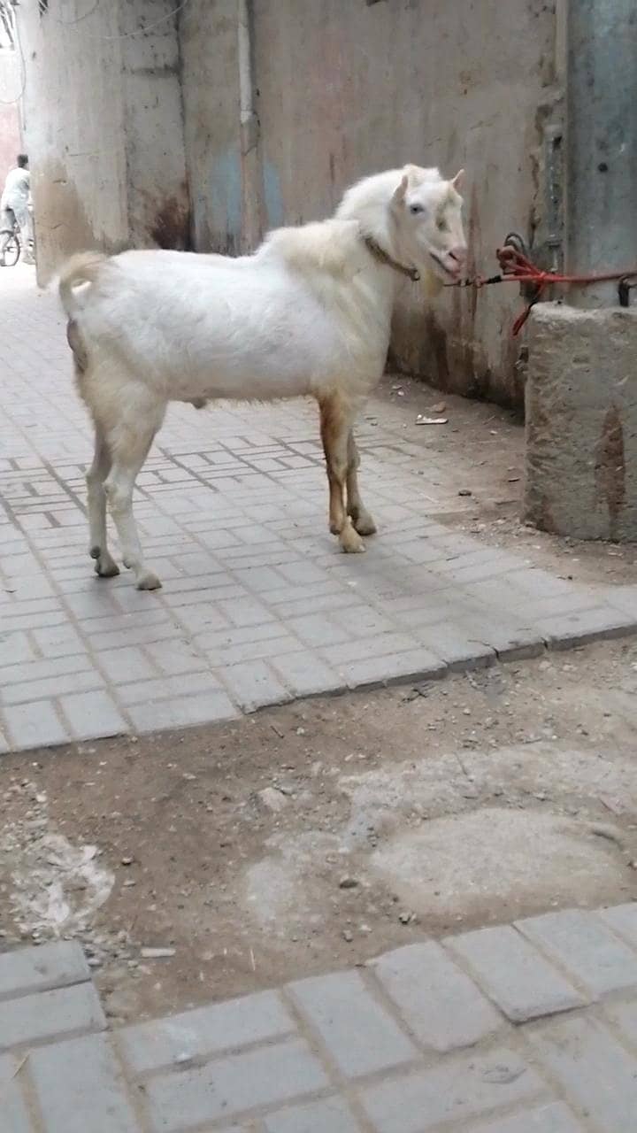 teddy bakra 3