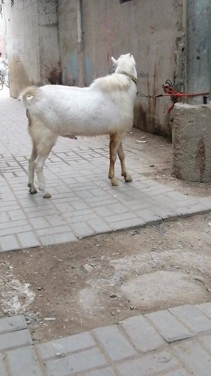 teddy bakra 4