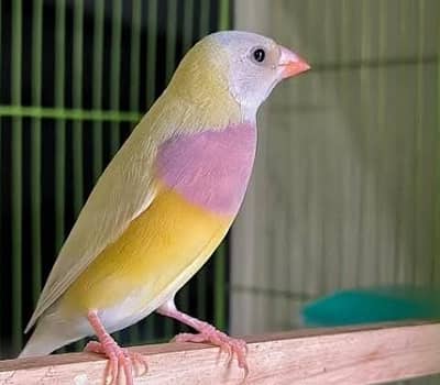 Yellow Gouldian Female Spilt Blue