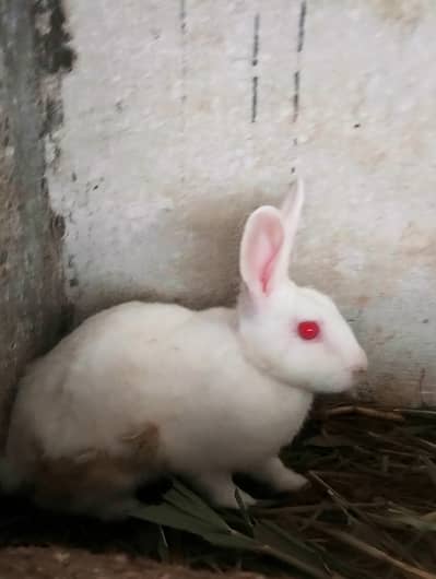 Red eye rabbit Breeding pair