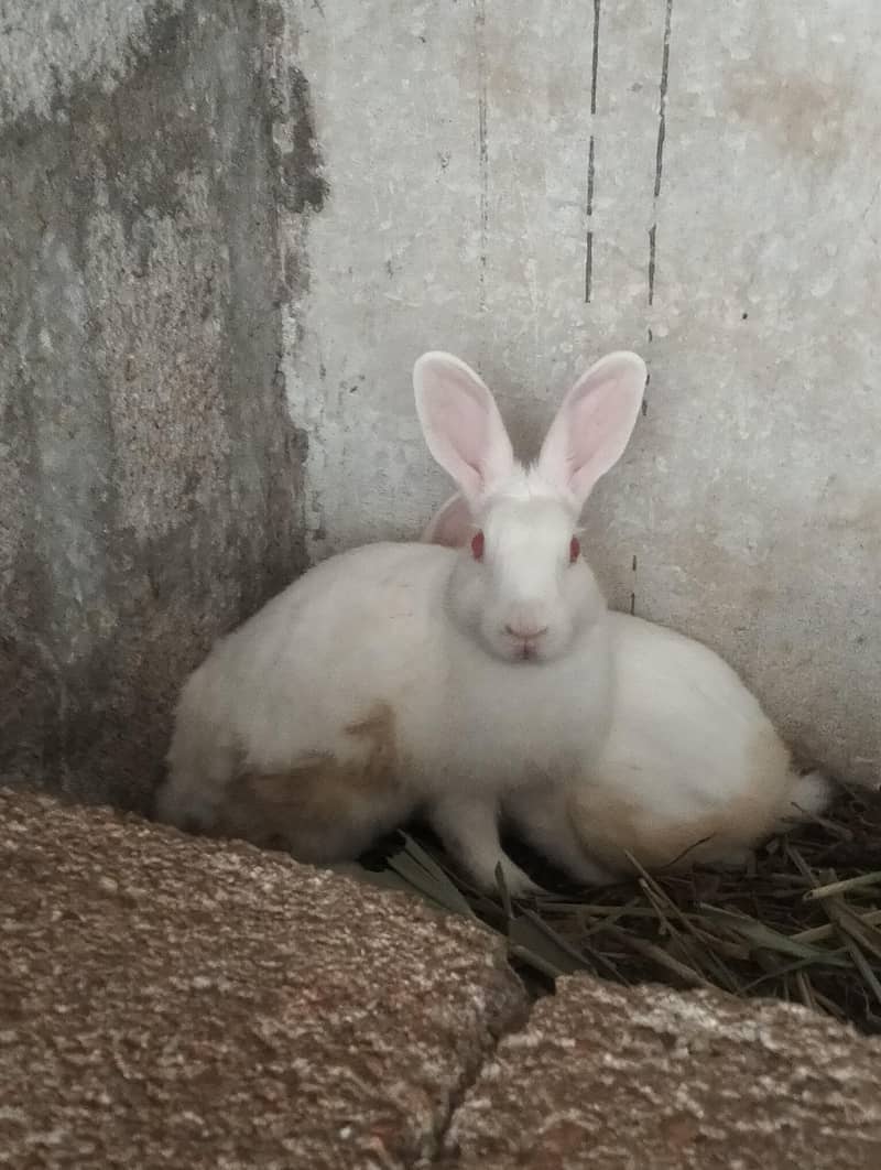 Red eye rabbit Breeding pair 1