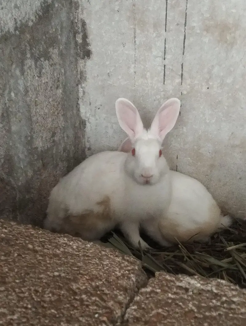 Red eye rabbit Breeding pair — photo 2