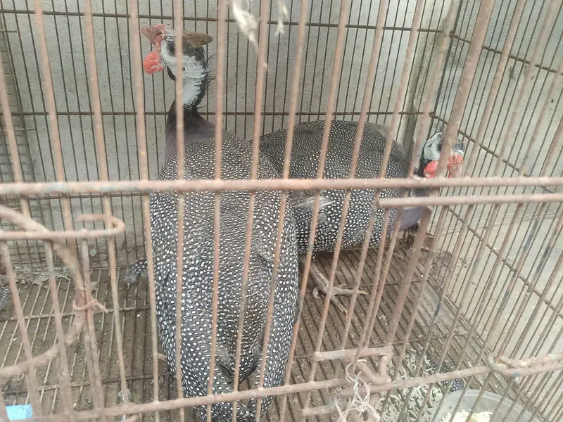 China murgi — photo 2