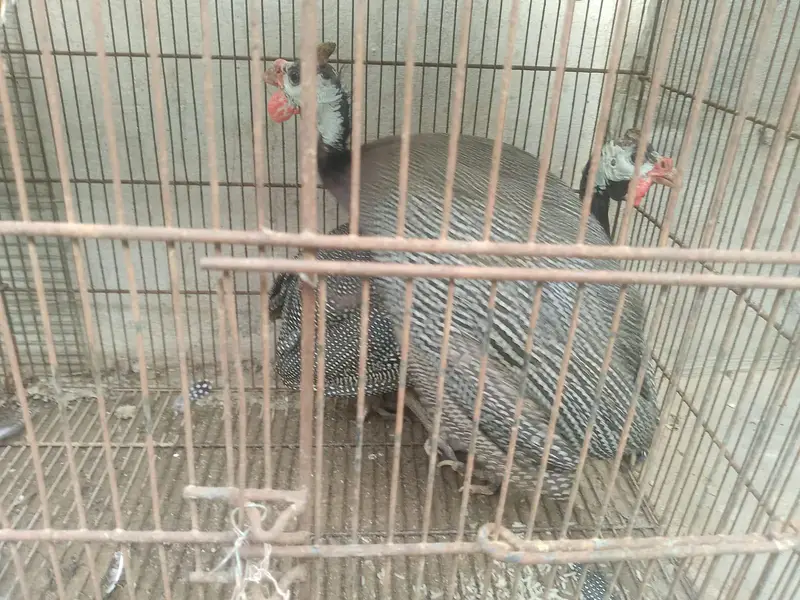 China murgi — photo 3