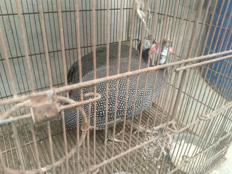 China murgi — photo 4